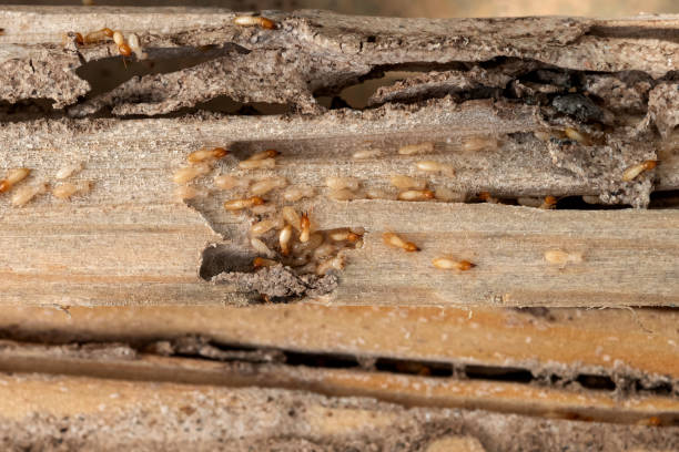 Best Wildlife Control Services  in Clyde, TX