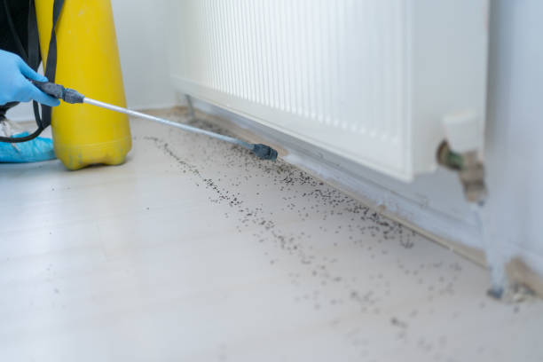 Best Ant Control Services  in Clyde, TX